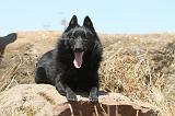 SCHIPPERKE 055